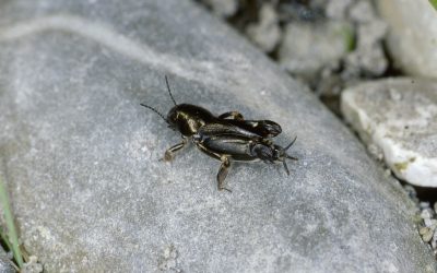 Neuer Lebensraum für bedrohte Tiere