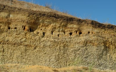 Steinbrüche, Sand- und Kiesgruben – Hotspots der Biodiversität