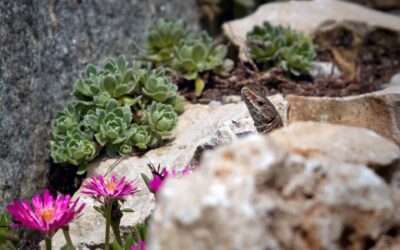 Biodiversität fördern mit Steingärten